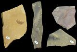 Wholesale Flat - Assorted Plant Fossils From Manning Shale - Pieces #134399-1